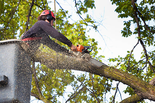 Best Stump Grinding and Removal  in Oak Grove, MO