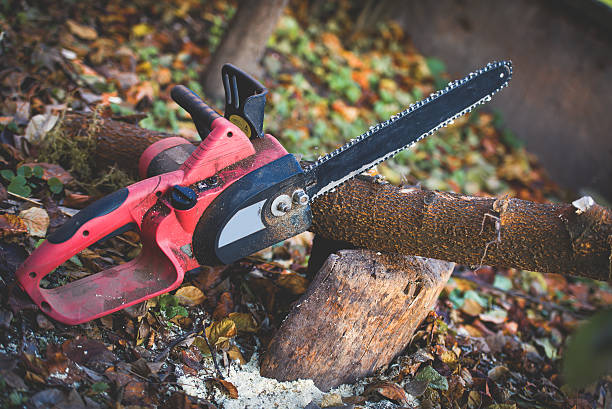 Best Tree Trimming and Pruning  in Oak Grove, MO